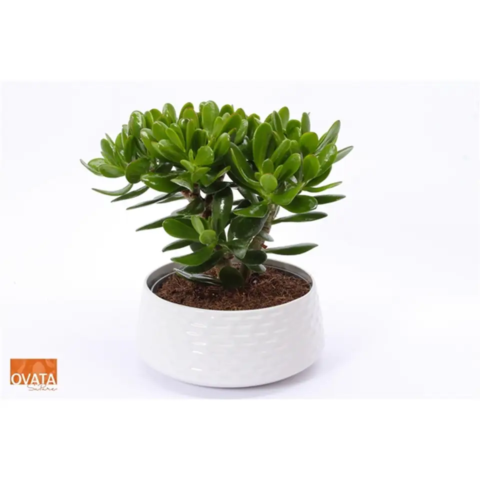 Красула D22 H27 - Crassula ceramic bowl