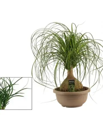 Нолина D30 H65 - Nolina Recurvata bol