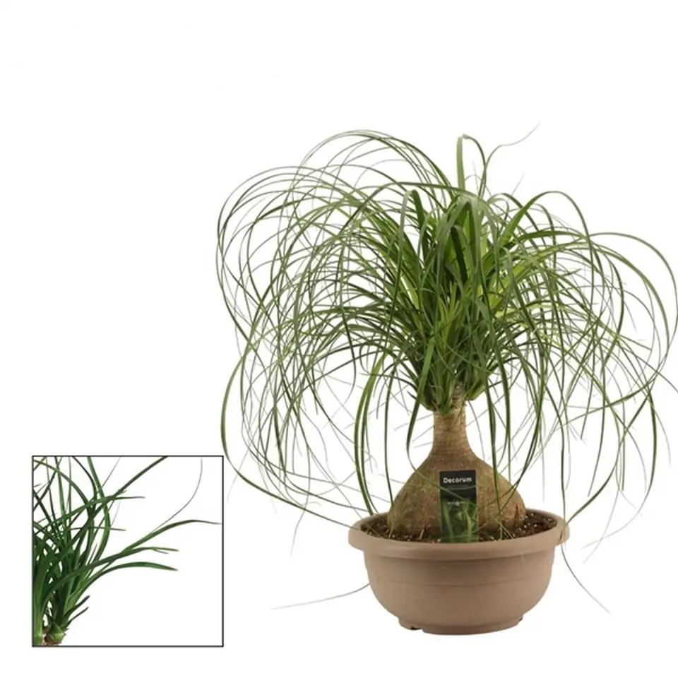 Нолина D30 H65 - Nolina Recurvata bol