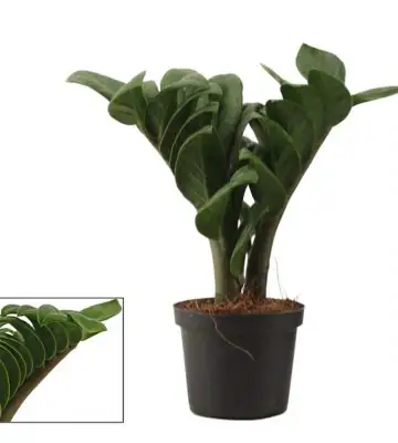 Замиокулкас зензи D9 H20 - Zamioculcas Zenzi