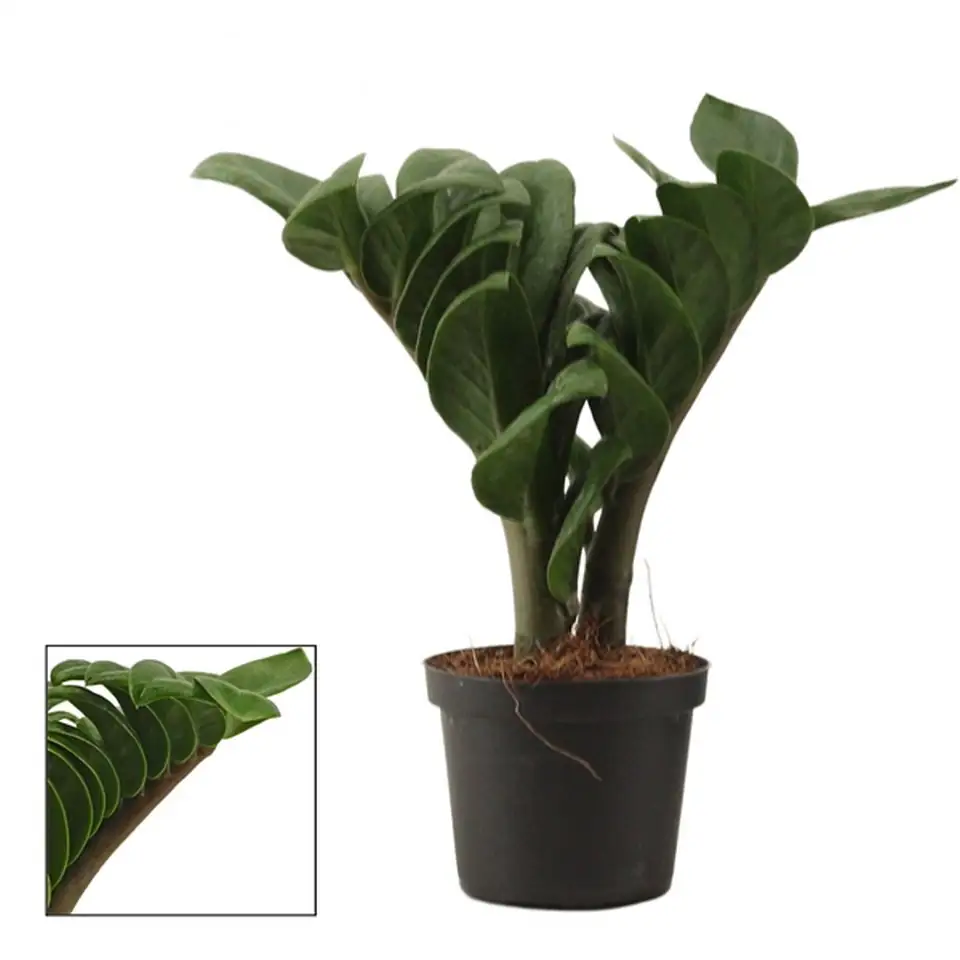 Замиокулкас зензи D9 H20 - Zamioculcas Zenzi