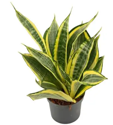 Сансевиера D9 H22 - Sansevieria Hi Color