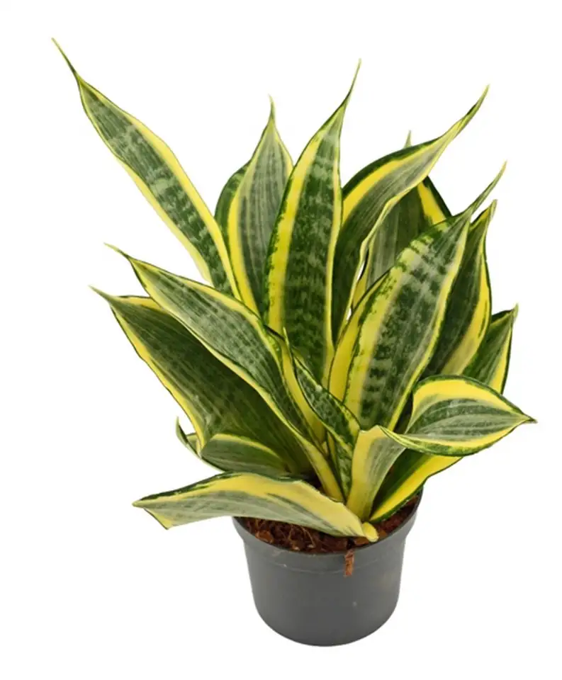 Сансевиера D9 H22 - Sansevieria Hi Color
