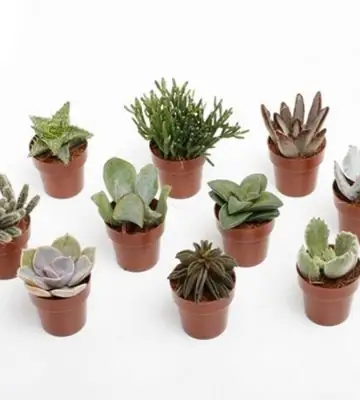 Сукулент D3.5 H8 - Succulents mix