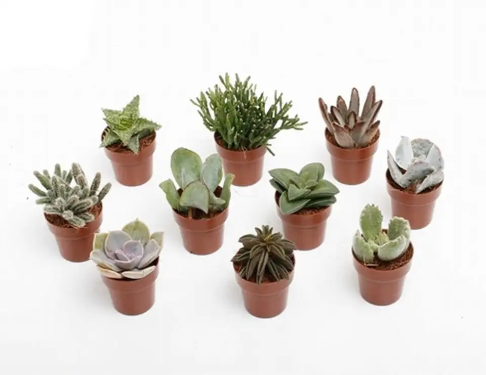 Сукулент D3.5 H8 - Succulents mix