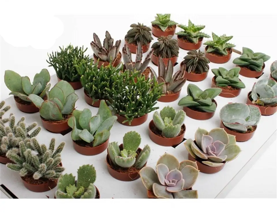 Сукулент D3.5 H8 - Succulents mix - Image 2