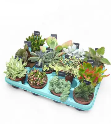Сукулент D8.5 H18 - Succulent mixed