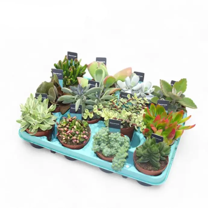 Сукулент D8.5 H18 - Succulent mixed