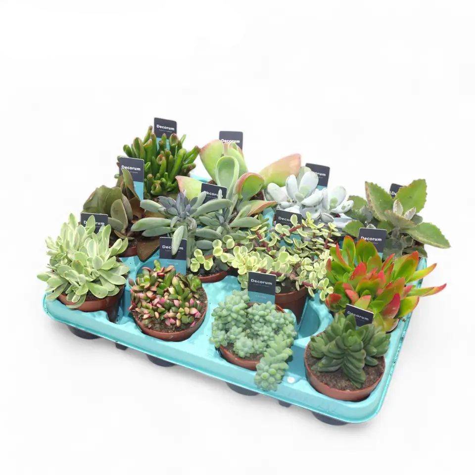 Сукулент D8.5 H18 - Succulent mixed
