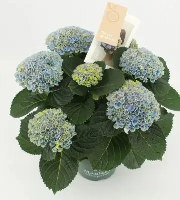 Хортензия D14 H40 - Hydrangea Magical Revolution Blue