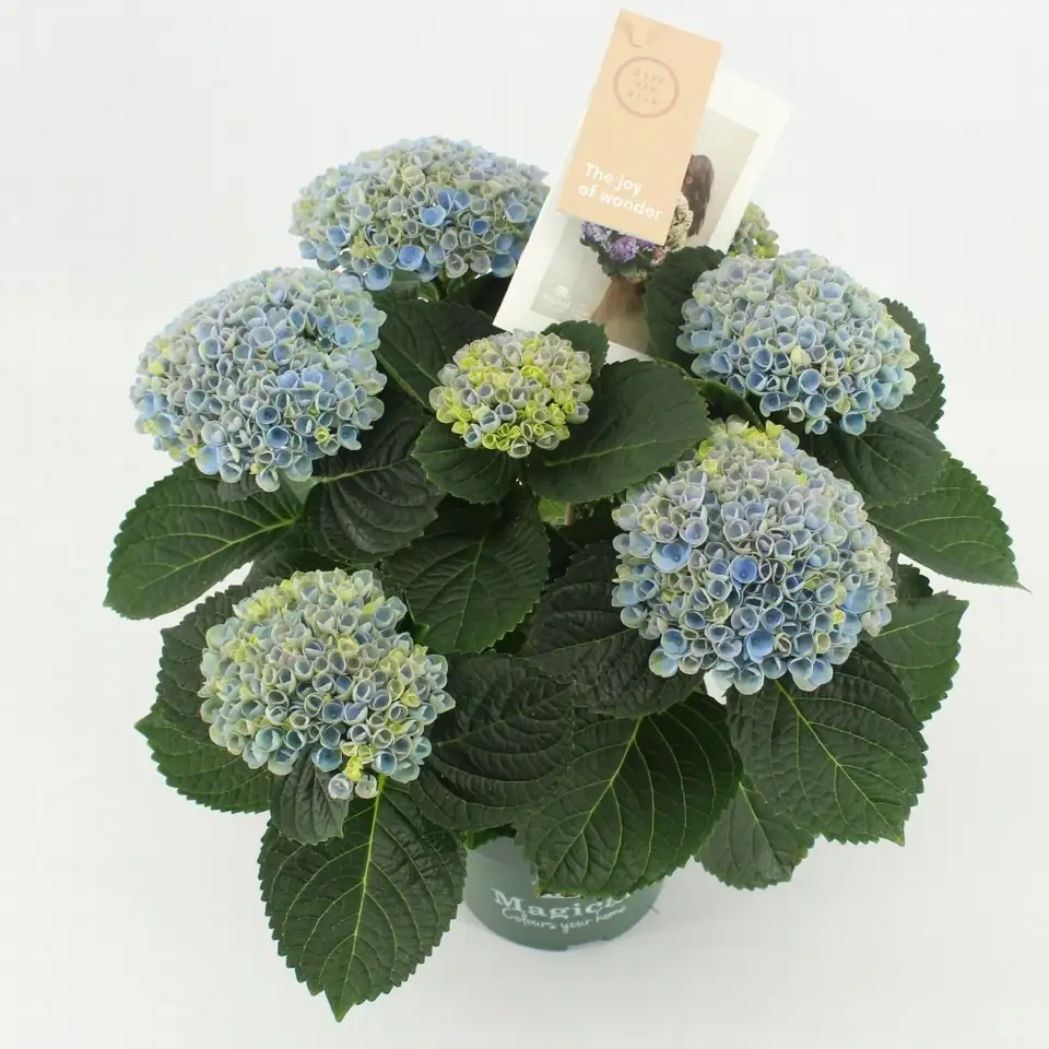 Хортензия D14 H40 - Hydrangea Magical Revolution Blue