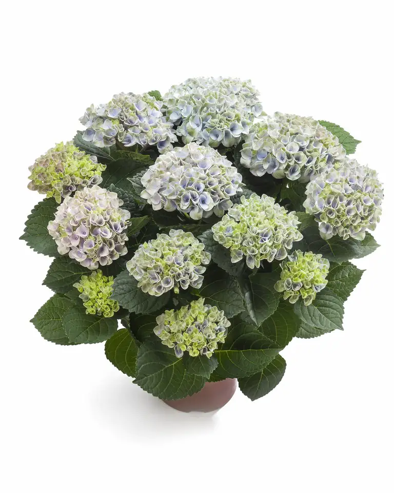 Хортензия D14 H40 - Hydrangea Magical Revolution Blue - Image 2