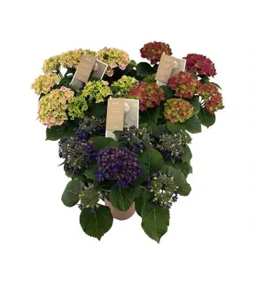 Хортензия D14 H40 - Hydrangea mac Special