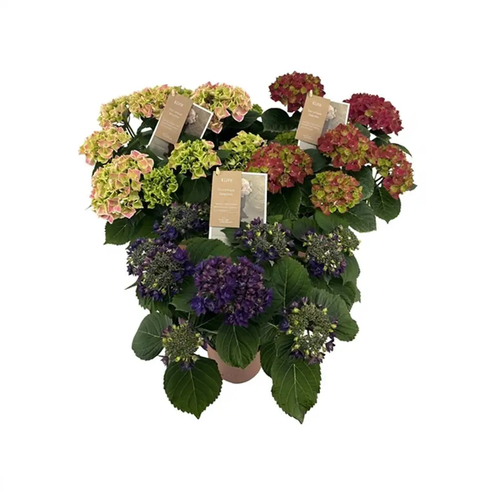 Хортензия D14 H40 - Hydrangea mac Special