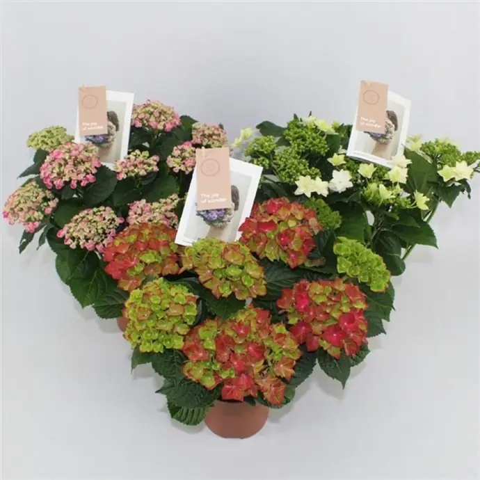 Хортензия D14 H40 - Hydrangea mac Special - Image 2