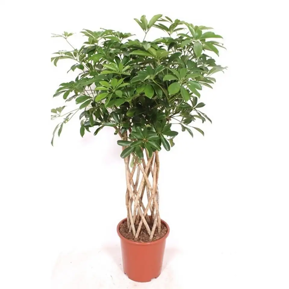 Шефлера D27 H120 - Schefflera Compacta Tube