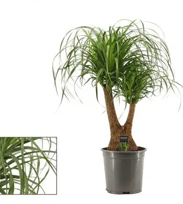 Нолина D27 H90 - Nolina Recurvata branched