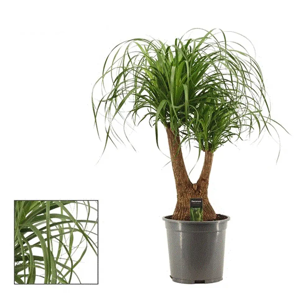 Нолина D27 H90 - Nolina Recurvata branched