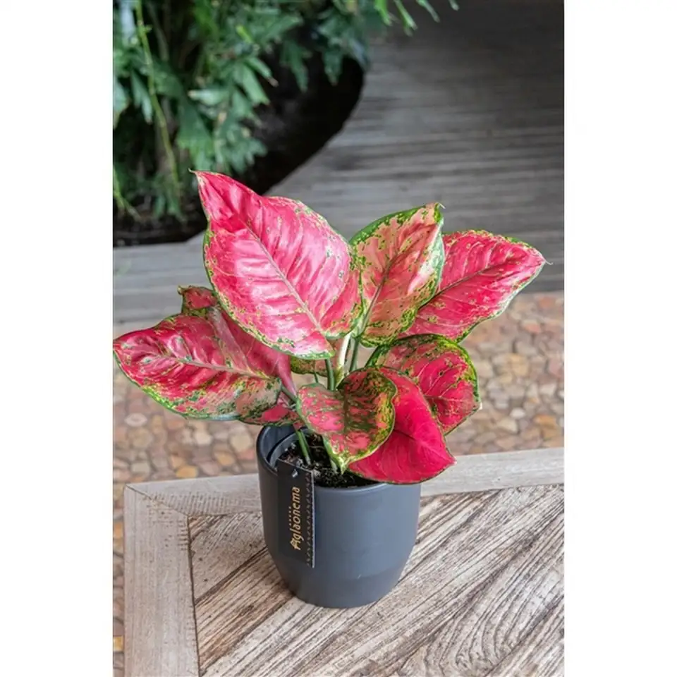 Аглонема D12 H30 - Aglaonema Red Joy - Image 3