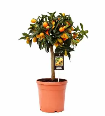 Цитрус Кумкуат D21 H65 - Citrus Kumquat on stem