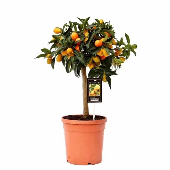 Цитрус Кумкуат D21 H65 - Citrus Kumquat on stem