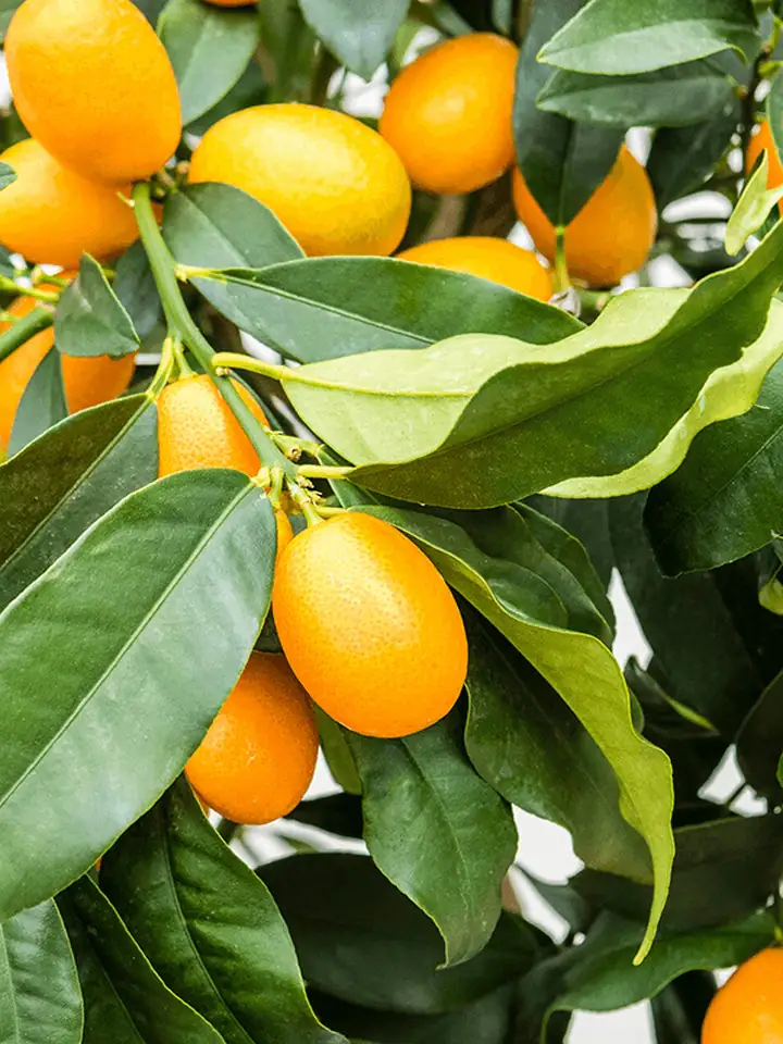 Цитрус Кумкуат D21 H65 - Citrus Kumquat on stem - Image 2