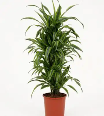 Драцена D27 H125 - Dracaena Lemon Lime branched