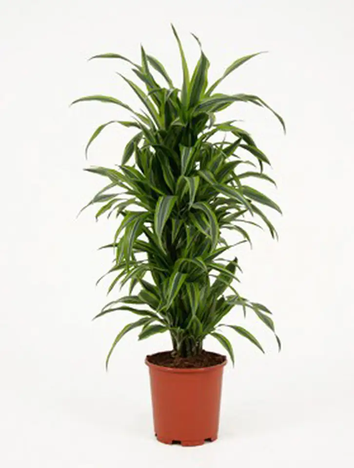Драцена D27 H125 - Dracaena Lemon Lime branched