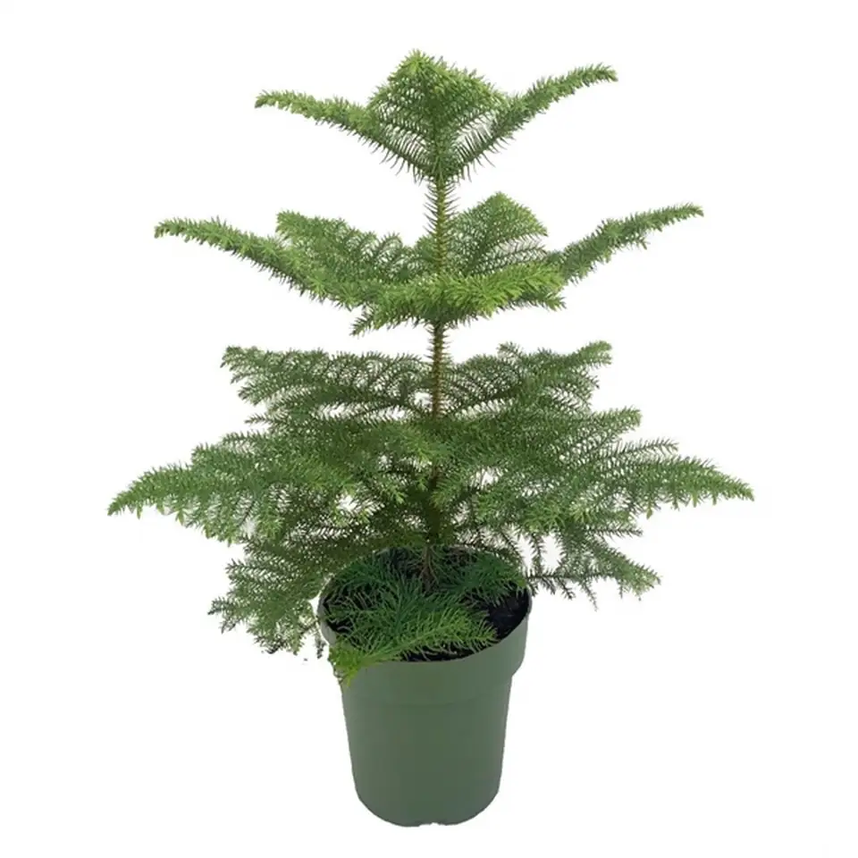 Араукария D21 H100 - Araucaria Heterophylla 1pp