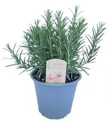 Розмарин D14 H30 - Rosmarinus Officinalis
