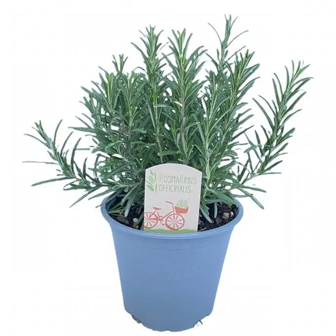 Розмарин D14 H30 - Rosmarinus Officinalis