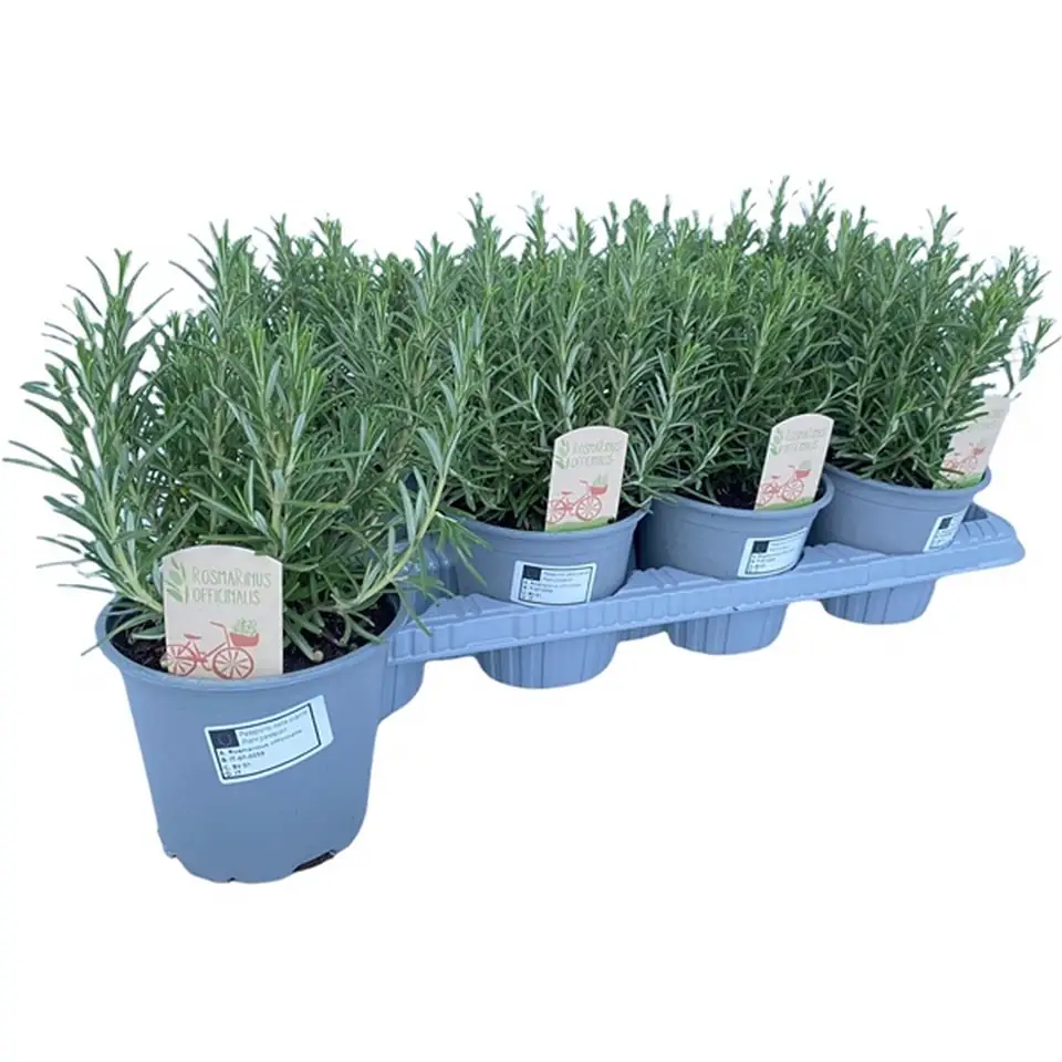 Розмарин D14 H30 - Rosmarinus Officinalis - Image 2