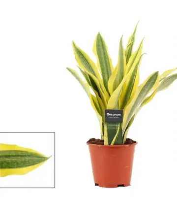 Сансевиера D14 H40 - Sansevieria Aubrytiana mix