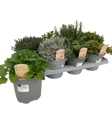 Микс билки D14 H25 - Herbs mix