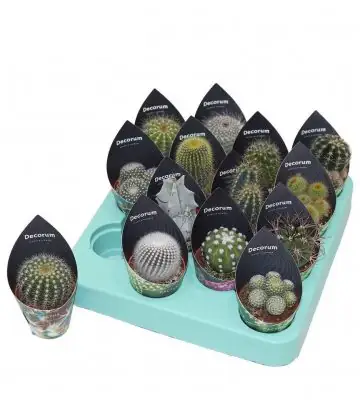 Кактус D5.5 H12 - Cactus mix