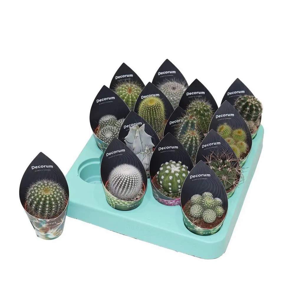 Кактус D5.5 H12 - Cactus mix