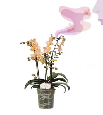 Орхидея D12 H35 - Phalaenopsis MF Aromio Fresh