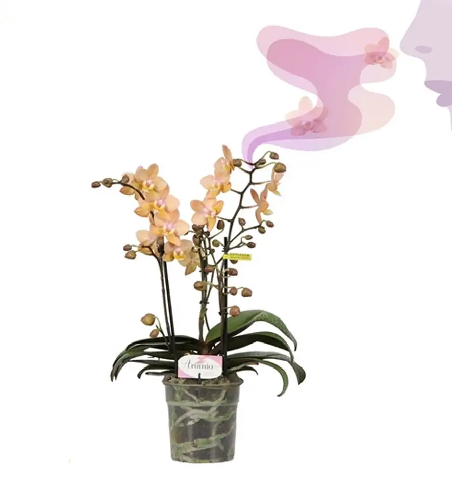 Орхидея D12 H35 - Phalaenopsis MF Aromio Fresh