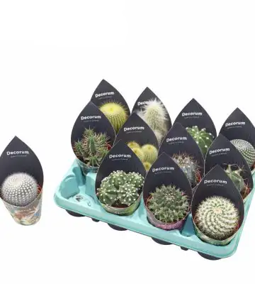 Кактус D9 H15 - Cactus mix