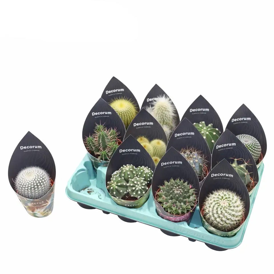 Кактус D9 H15 - Cactus mix