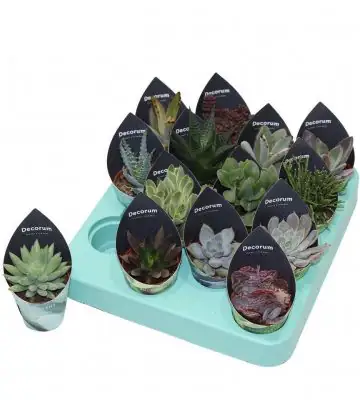 Сукулент D5.5 H12 - Succulents mix
