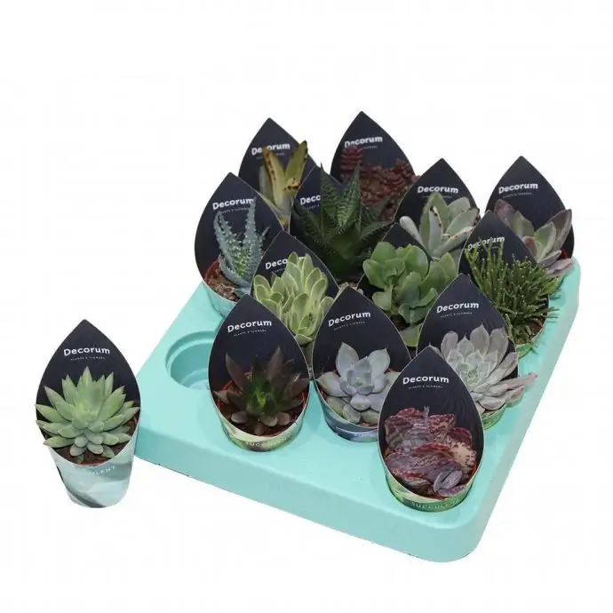 Сукулент D5.5 H12 - Succulents mix
