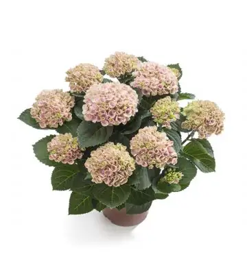 Хортензия D14 H40 - Hydrangea Magical Revolution Pink
