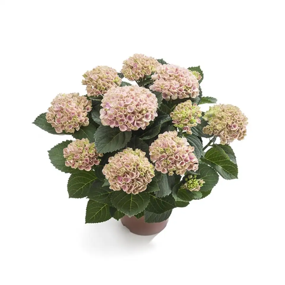 Хортензия D14 H40 - Hydrangea Magical Revolution Pink