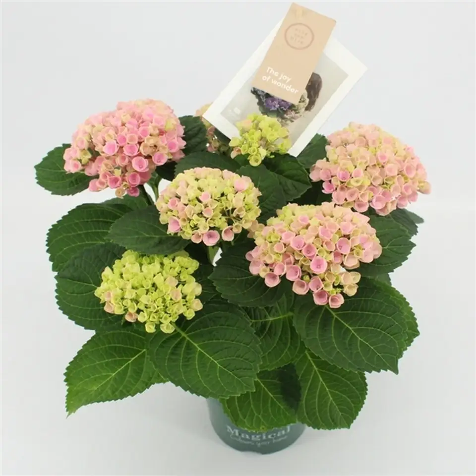 Хортензия D14 H40 - Hydrangea Magical Revolution Pink - Image 2