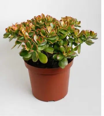 Красула 29/65 - Crassula Ovata Sunset