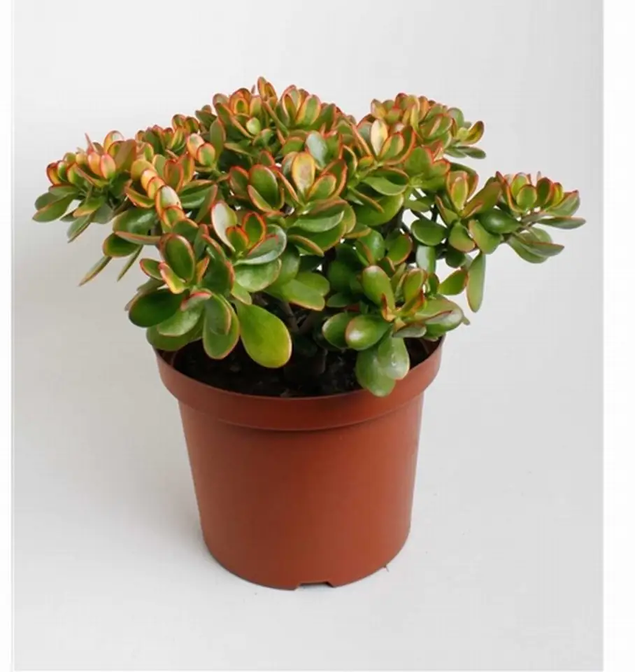 Красула D29 H65 - Crassula Ovata Sunset