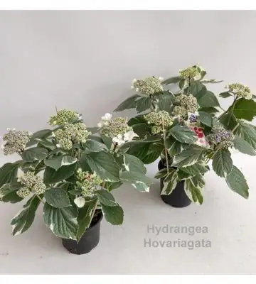 Хортензия D14 H35 - Hydrangea Hovariagata bont