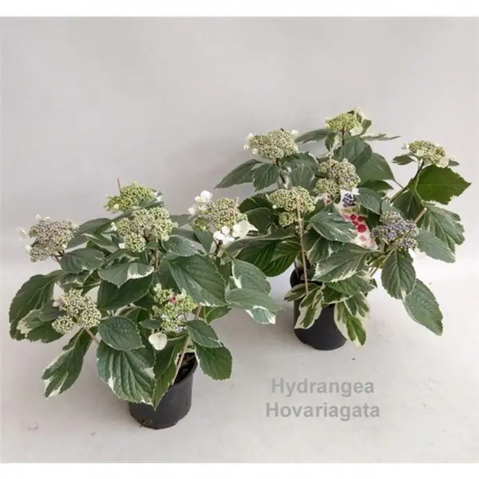 Хортензия D14 H35 - Hydrangea Hovariagata bont