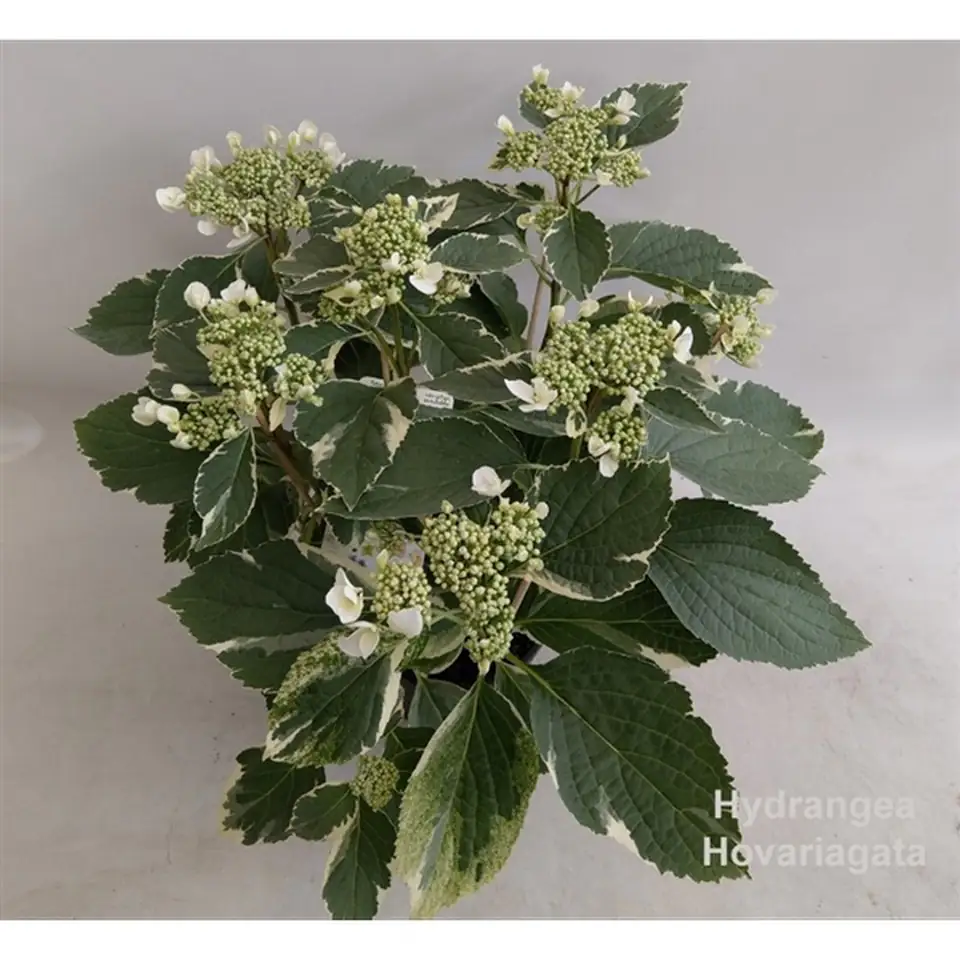 Хортензия D19 H45 - Hydrangea Hovariagata bont - Image 2